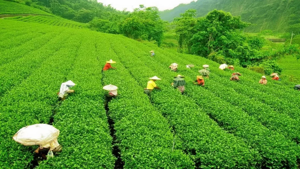 Tea-Gardens-of-Palampur
